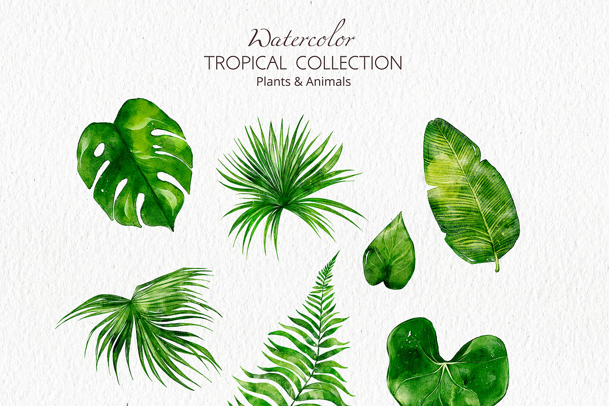 Tropical Collection Watercolor, a Decorative Illustration by Yakovleva Margarita (Photo 10 of 20)