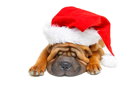 Shar pei puppy in christmas hat containing hat, pet, and christmas, an Animal Photo by Sweet Studio