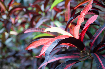 Beautiful structured tropical leaves featuring abstract, background, and, a Nature Photo by WildStrawberry Magic