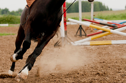 Horse in training featuring harness, leash, and running preview 6
