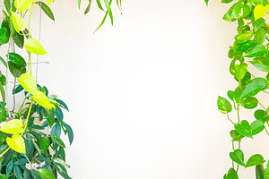 Green plants and leaves frame, a Nature Photo by Vapi