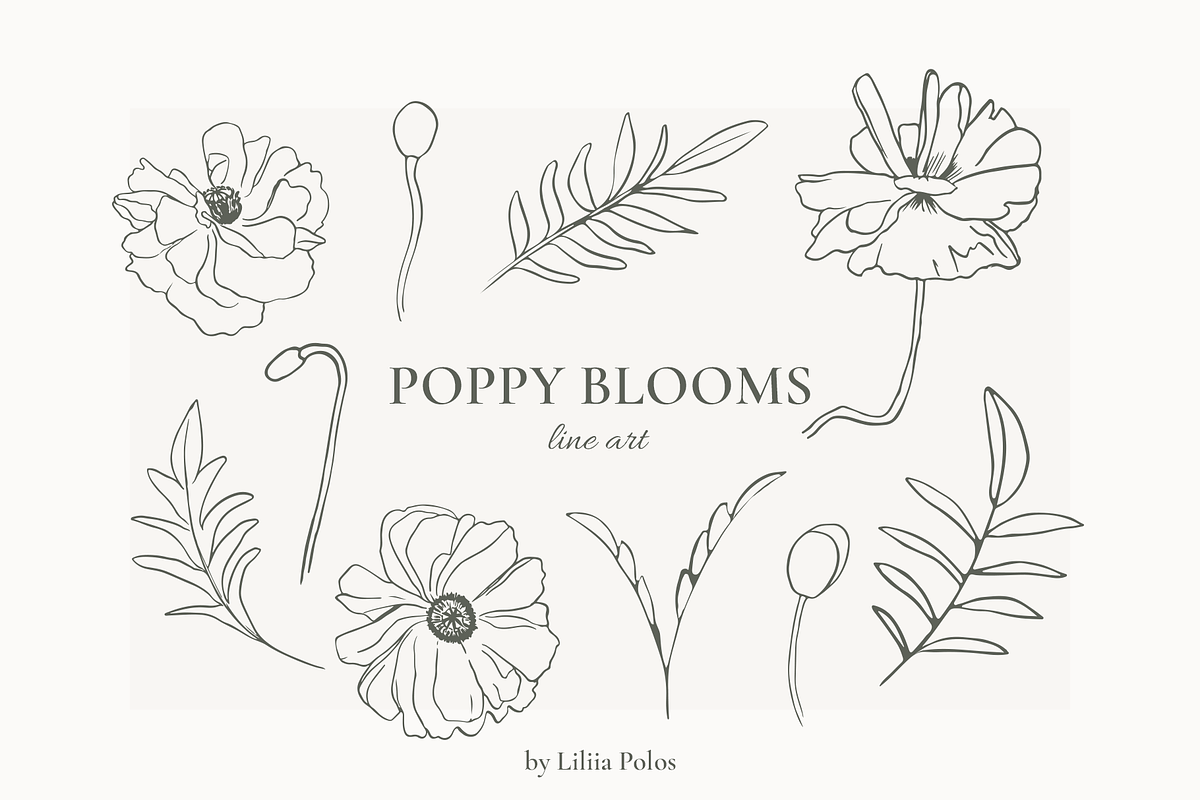 Poppy Blooms – Watercolor & Line Art, a Decorative Illustration by Liliia Polos Illustration (Photo 7 of 11)