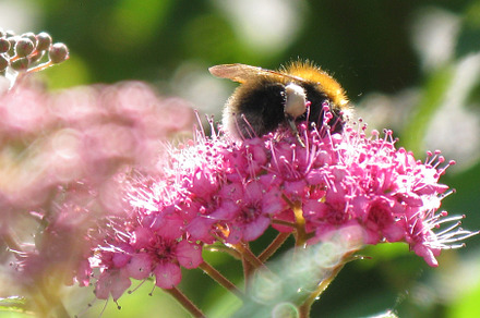 High-Res Bee Flower Photo Wall Art