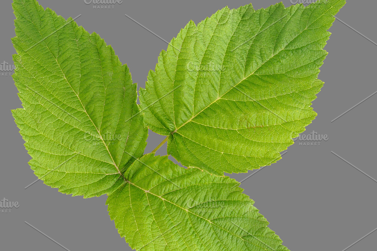 Bundle of isolated green leaves, a Nature Photo by Anatoliy Sadovskiy (Photo 7 of 10)