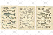Different types fish engraving, an Animal Illustration by MoreVector (Thumbnail 1 of 3)