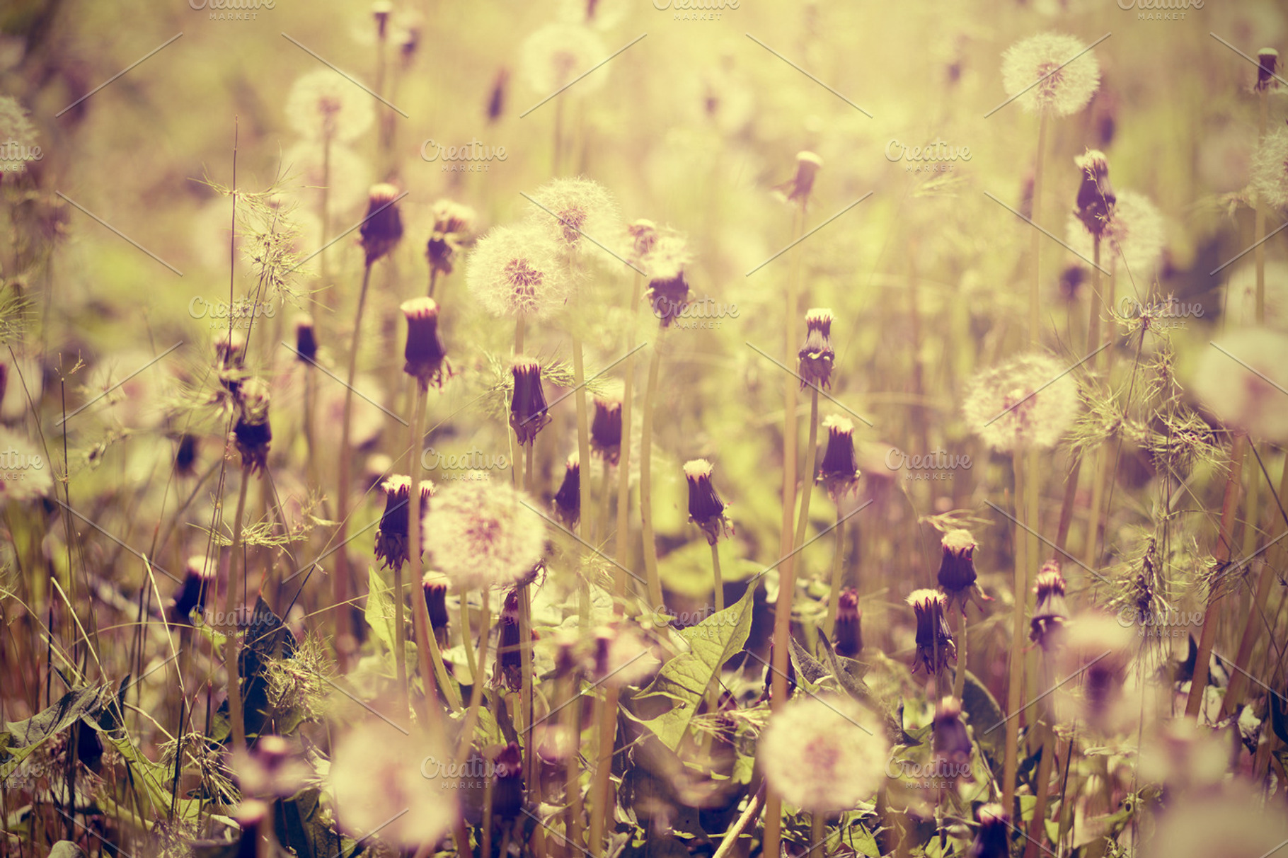 Dandelions In Retro Style