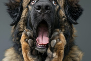 236 surprised animals, an Animal Photo by Handmadefont (Thumbnail 9 of 241)