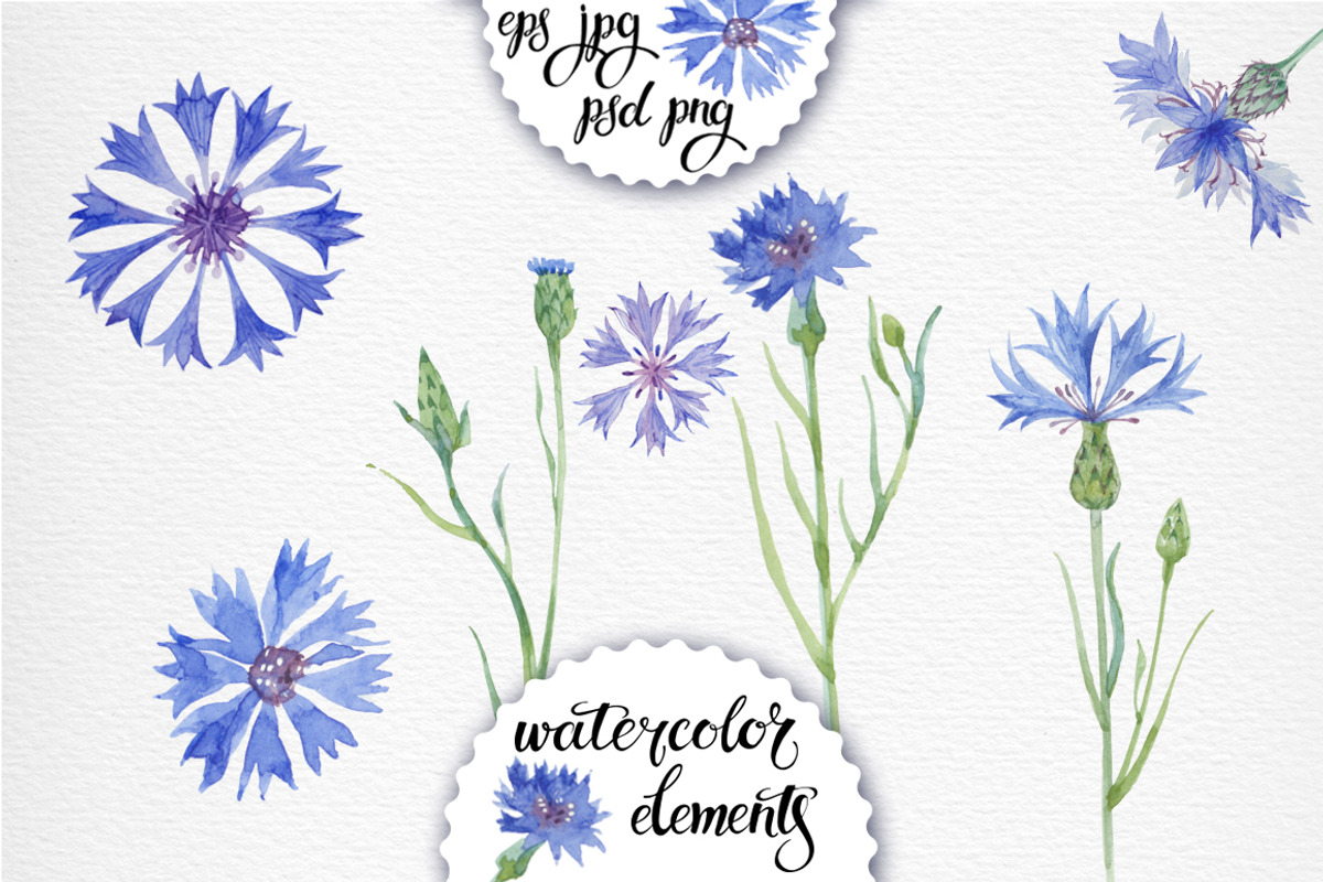 Cornflowers. Watercolor set., a Decorative Illustration by maritime_m (Photo 2 of 4)