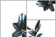 Rubber tree bundle stock photos, a Product Mockup by So Still Studio (Thumbnail 2 of 4)