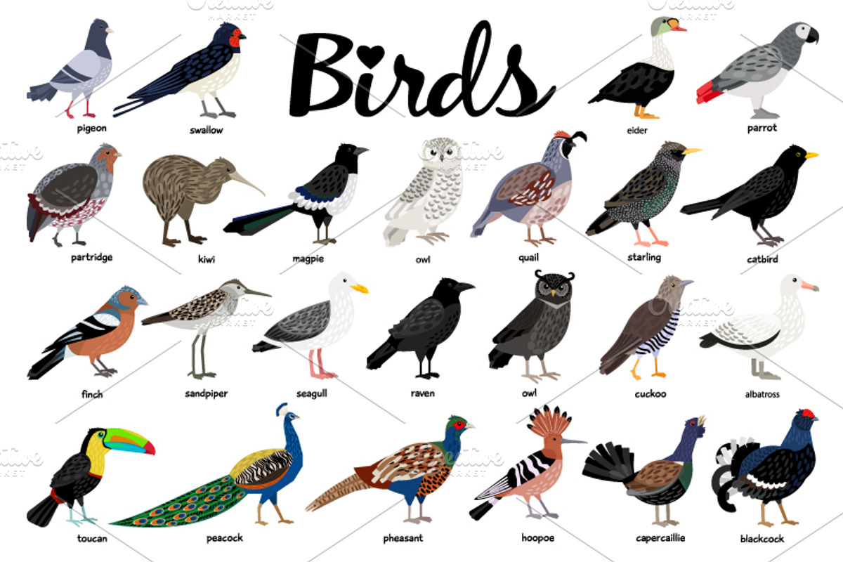 Big set of Different Birds, an Object Graphic by ianakauri (Photo 6 of 8)