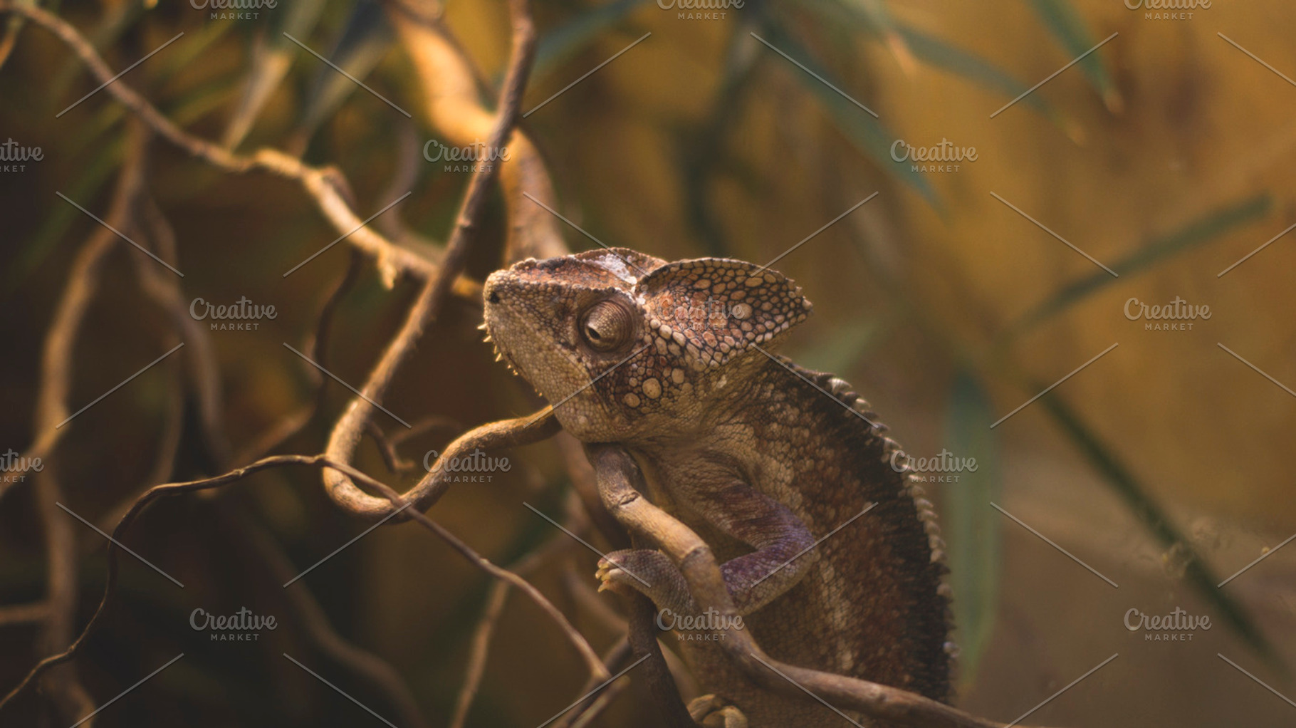 Chameleon Stock Picture