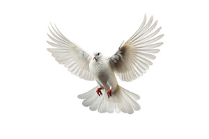 dove isolated on white  background,  Generative Ai, an Animal Photo by Ales Munt