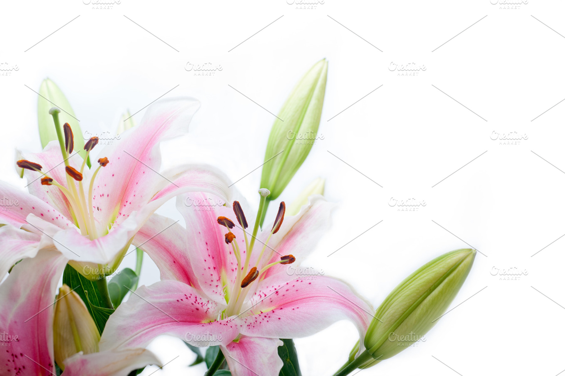 Lily flowers featuring flower, white, and lily, a Nature Photo by keko64