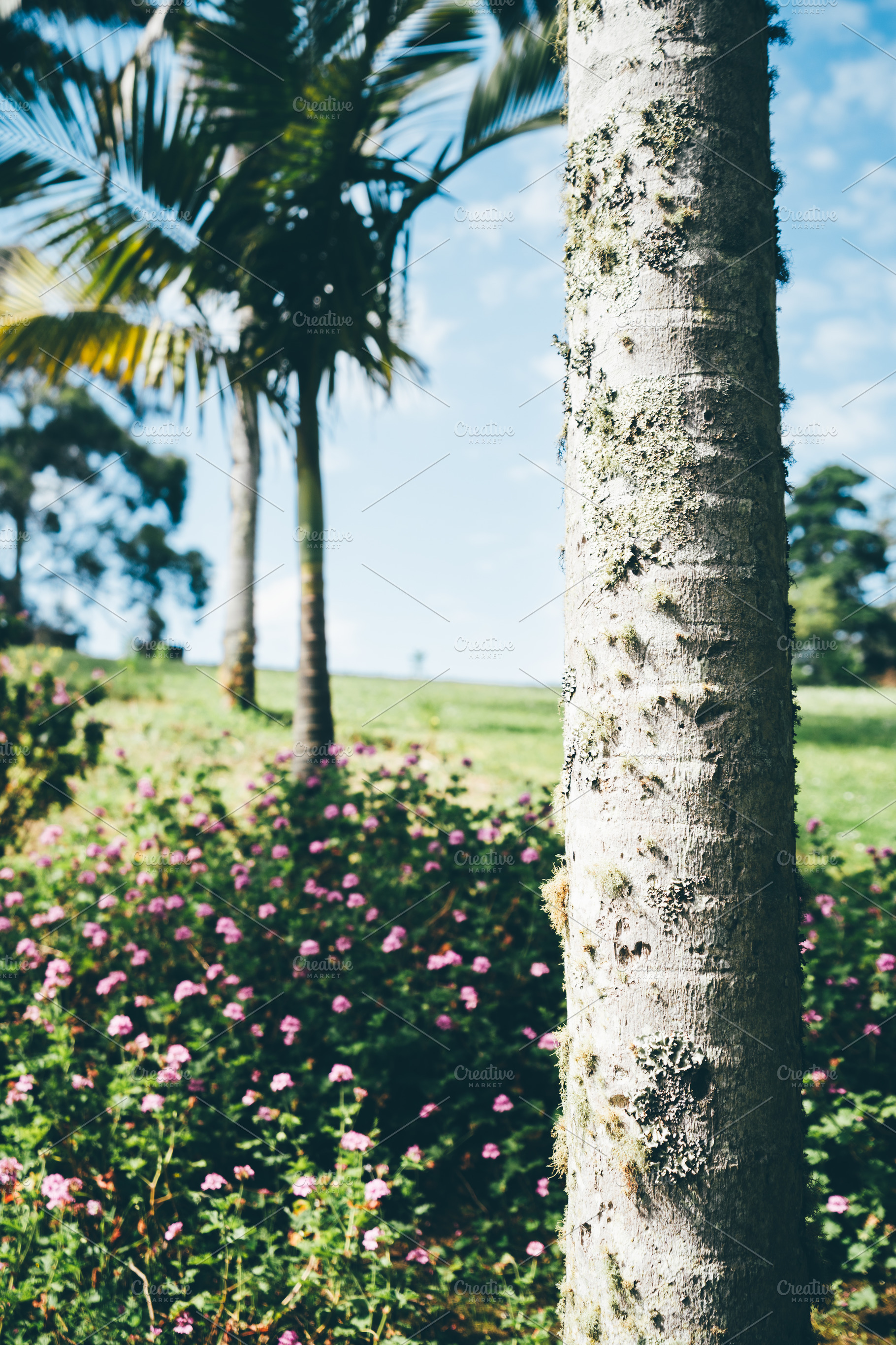 Palm trunk and blurred flowers, a Nature Photo by SkyNext