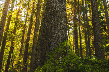 Beautiful green moss on the floor m stock photo containing background and, a Nature Photo by MadPhotos