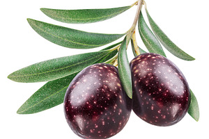 Olive berries on olive twig on white, a Food & Drink Photo by Volff