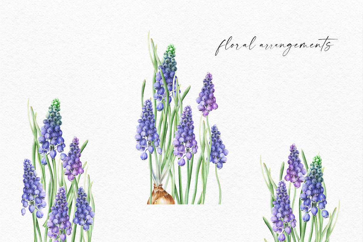 Botanical Muscari Set, an Illustration by Olga Koelsch (Photo 3 of 9)