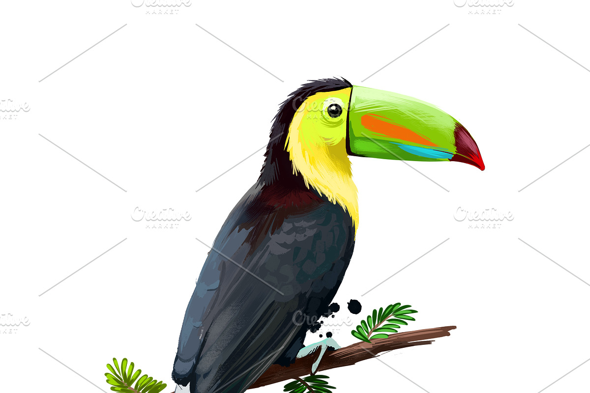 Tropical Birds SET, Exotic Species, an Animal Illustration by Dneprstock (Photo 7 of 10)
