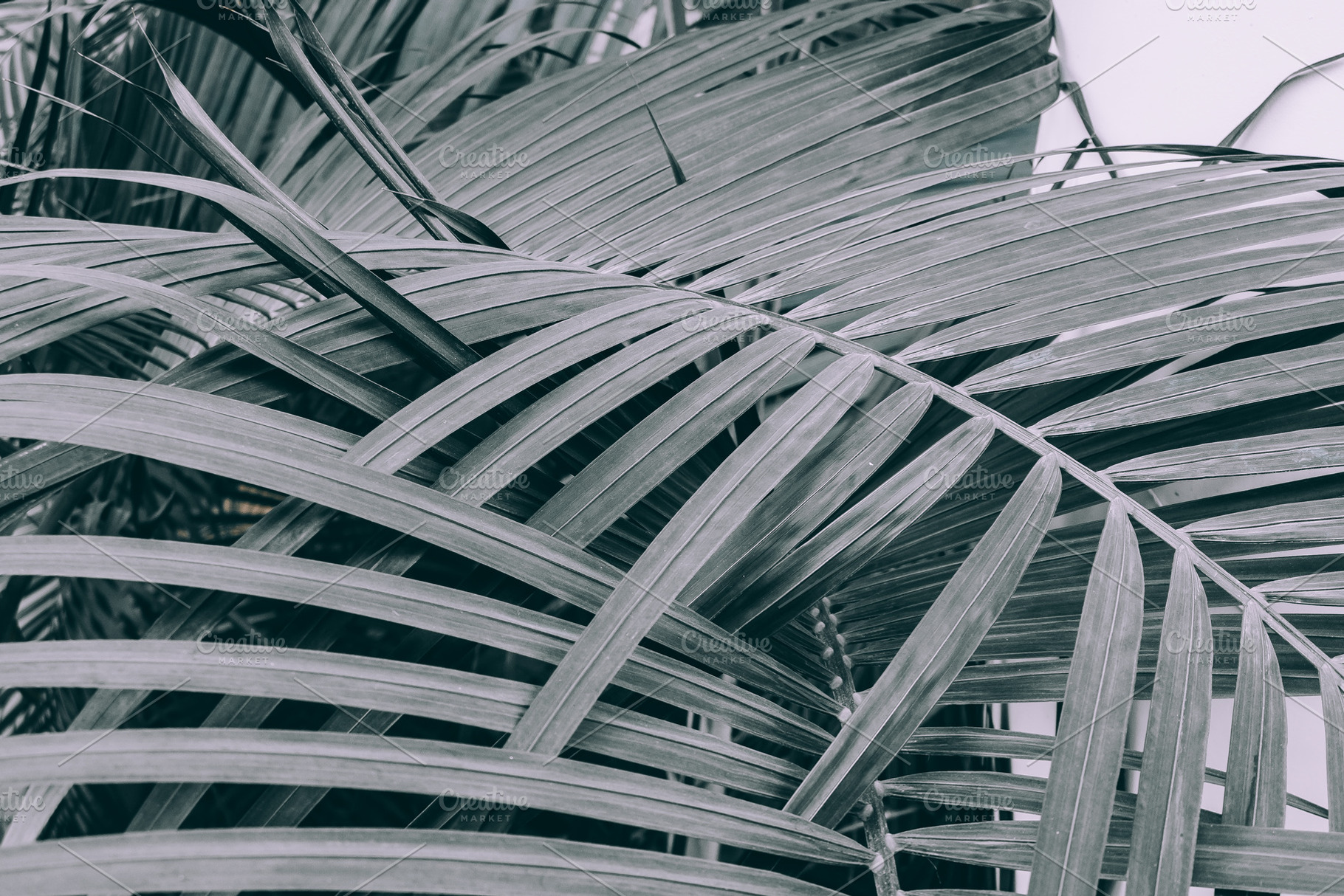 Palm leaves background containing green, leaf, and leaves, a Nature Photo by Valeryia P.