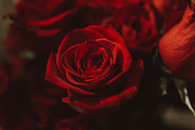 Red rose background featuring rose, roses, and red, a Nature Photo by Chelsea Victoria (Thumbnail 2 of 2)