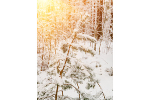 Pine tree branches covered with snow, a Nature Photo by Nature and travel