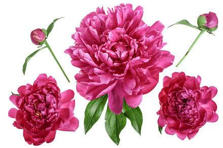 Pink peony flower isolated on white stock photo containing peony and flower, a Nature Photo by NataPhoto