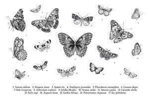 Butterflies And Moths. B&W