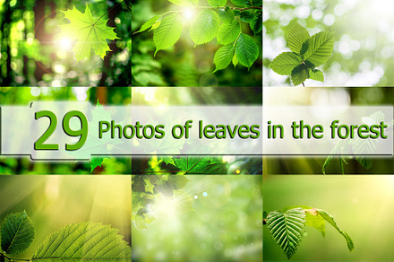 leaf on a tree in the forest
