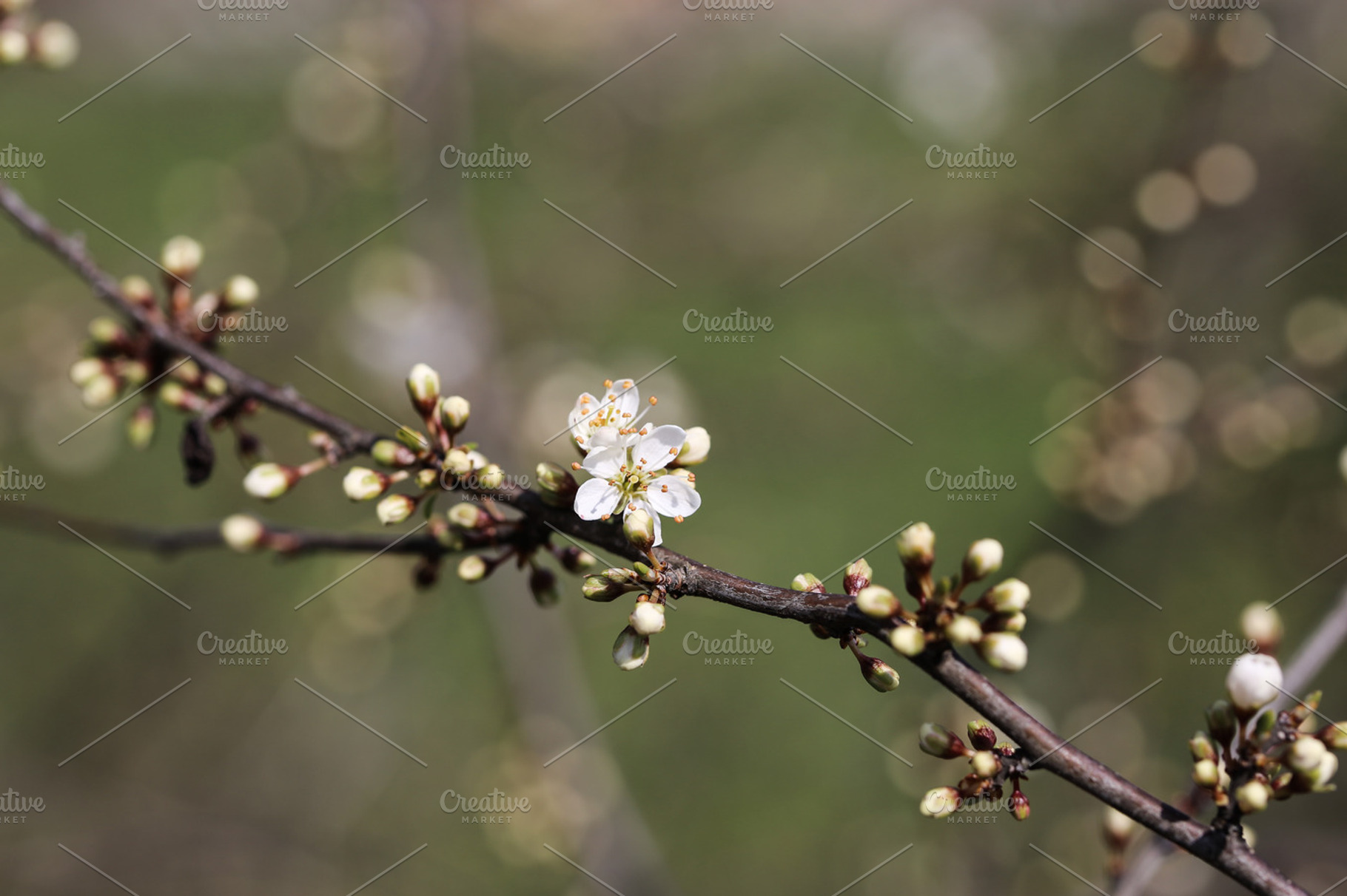 Blackthorn flowers stock photo containing easter and background, a Holiday Photo by The Little Wild Apple