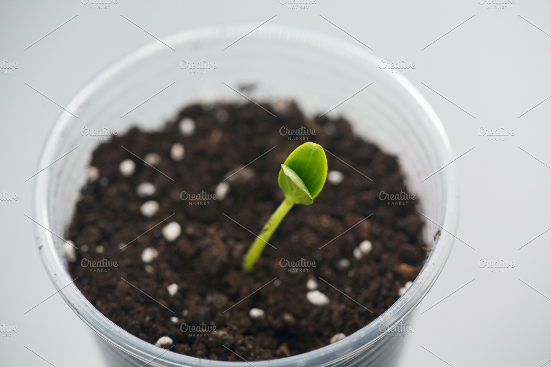 Top view of a young green cucumber sprout growing in a plastic cup. Concept of, a Nature Photo by Rohan Photography