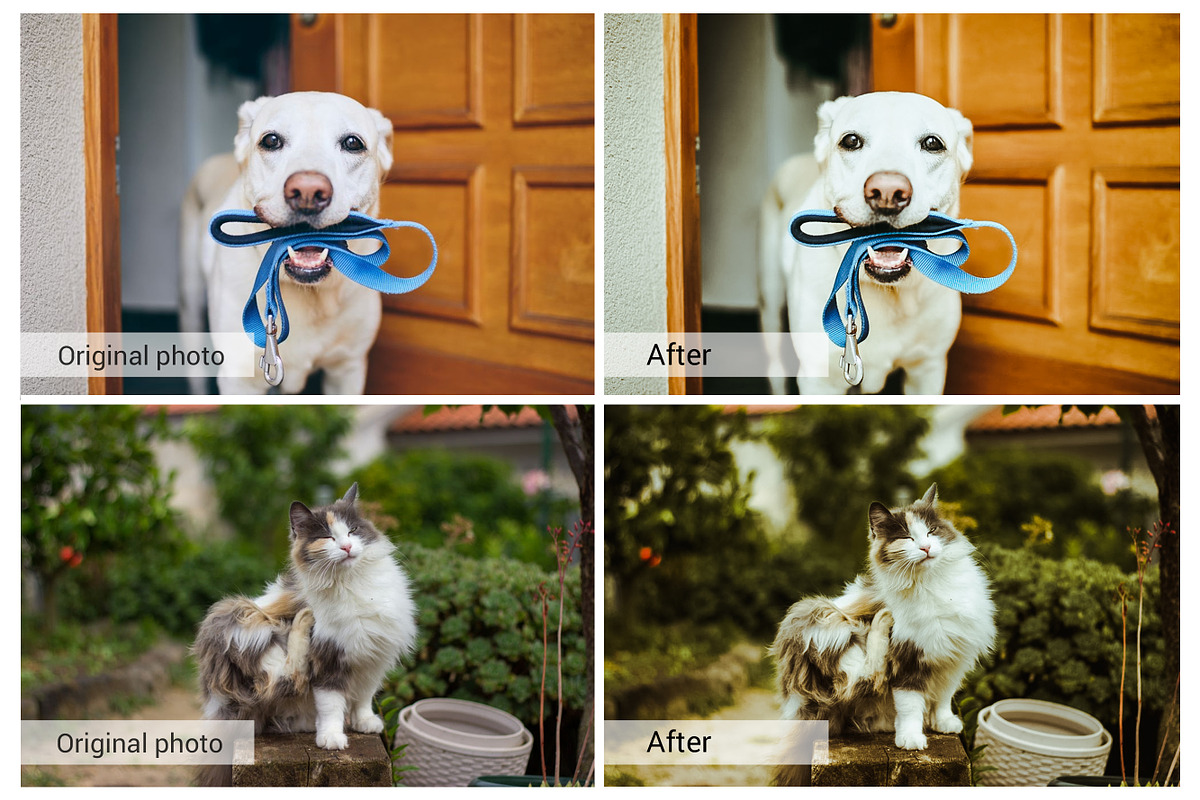 Lovely Pets Lightroom Presets, an Action Add-On by DreamColor (Photo 9 of 10)