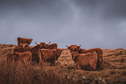 Dark & Moody Lightroom Presets, an Action Add-On by PhotoMarket (Thumbnail 46 of 65)