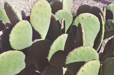 Xeriscape Vignette In Marfa preview 5