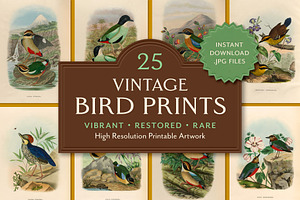 25 Vintage Bird Prints, an Animal Illustration by The Object Atlas
