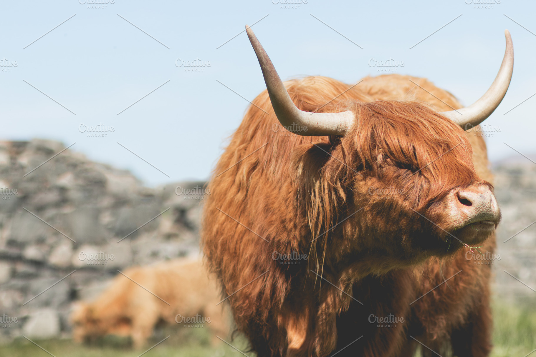 Scottish highland cow containing scottish, highland, and coo, a Nature Photo by René Jordaan Photography