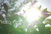 Sunshine through the young trees, a Graphic by Grey Coast Media (Thumbnail 1 of 2)