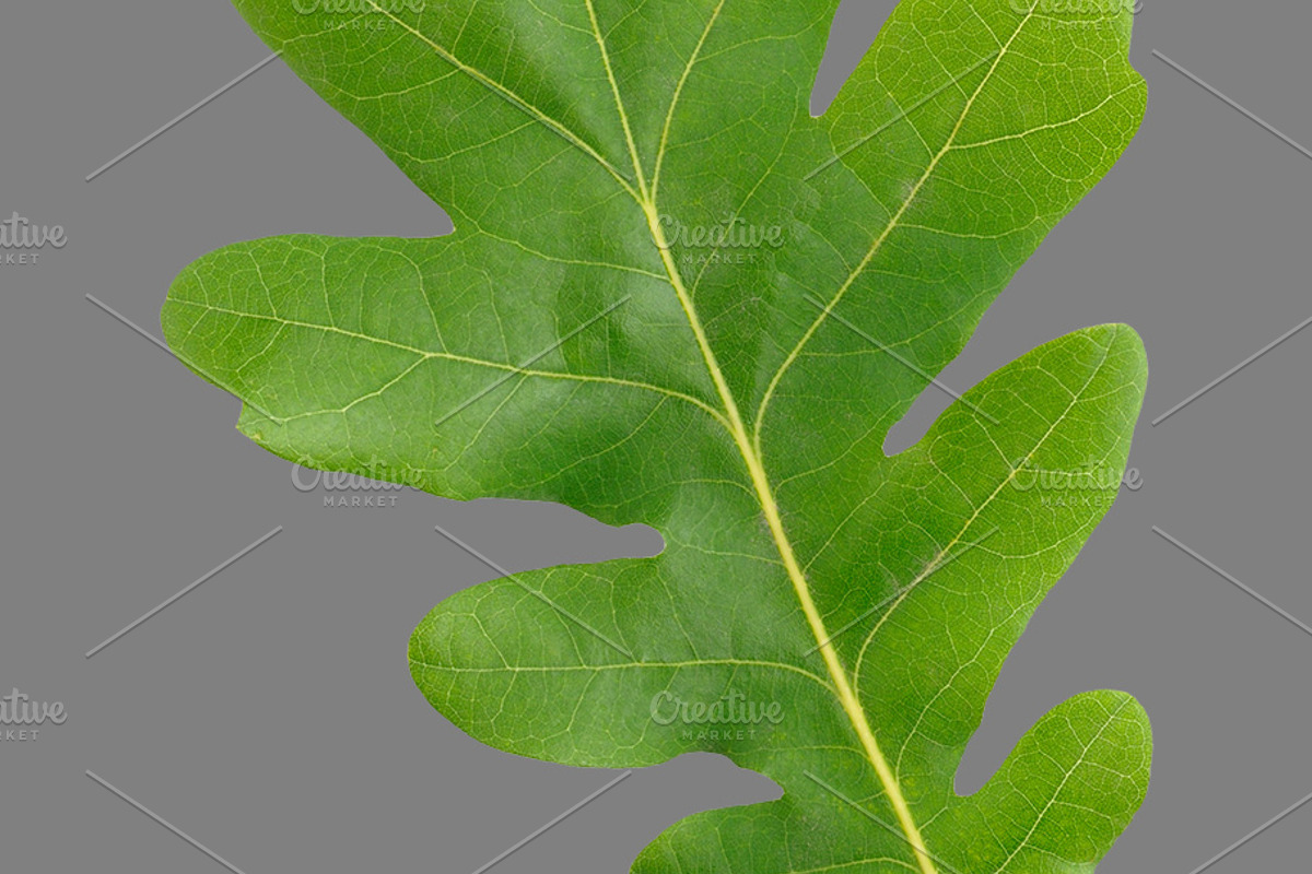 Bundle of isolated green leaves, a Nature Photo by Anatoliy Sadovskiy (Photo 6 of 10)