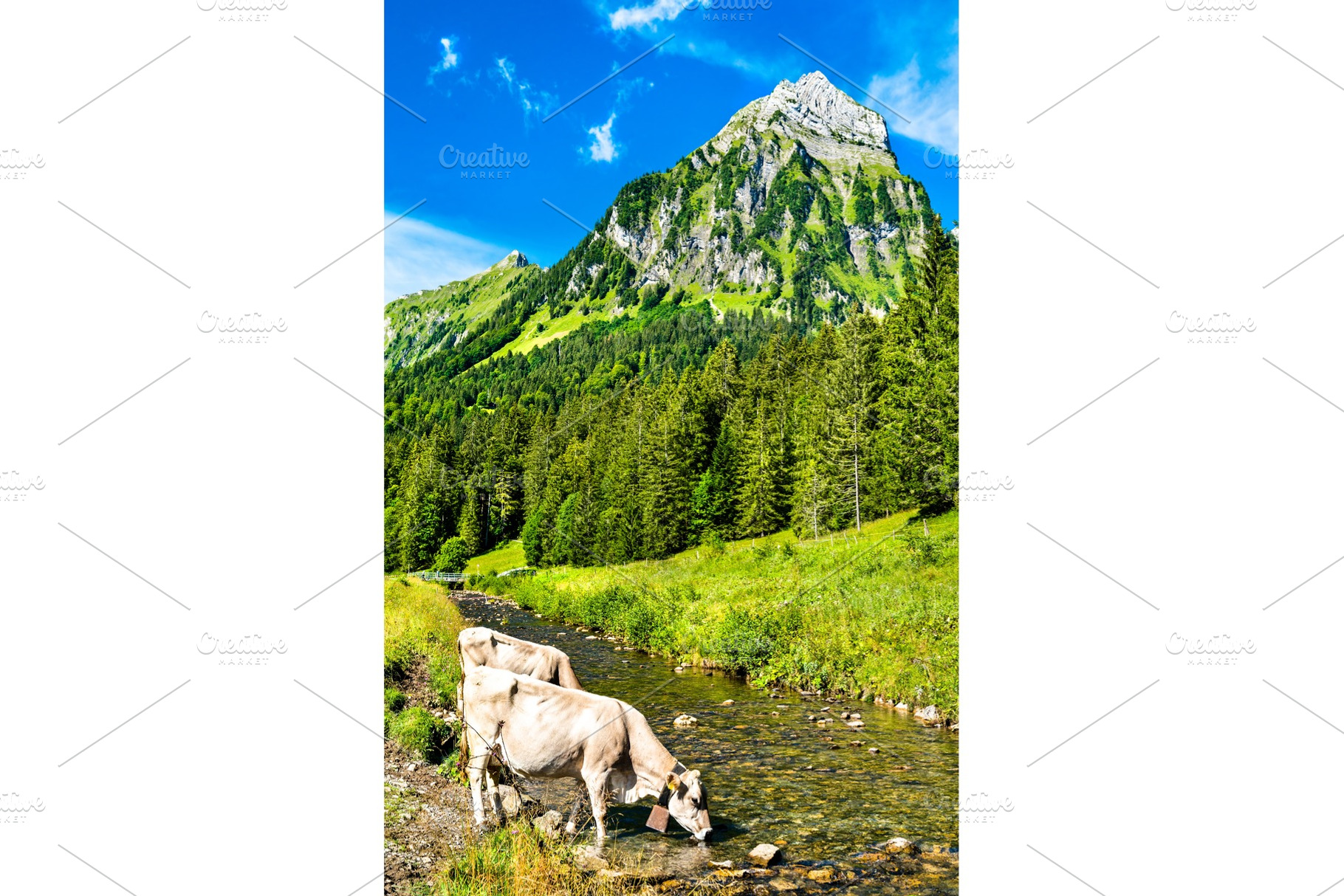 Cows drinking from the Sulzbach, an Animal Photo by Leonid Andronov