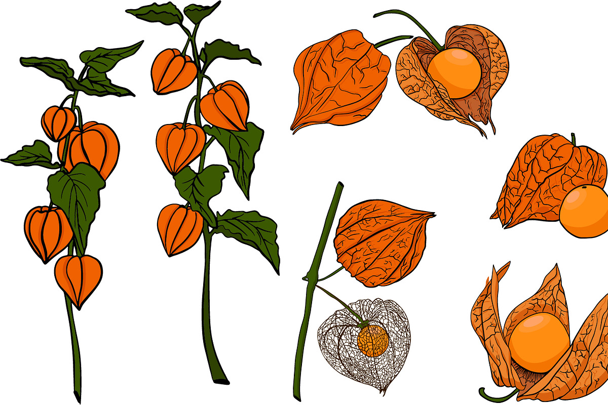 Hand drawn vector physalis.Tomatillo, a Decorative Illustration by Elena Mykhailenko (Photo 4 of 9)