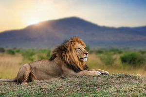 Lion lies in the grass with mountain in National park of Kenya o, an Animal Photo by Byrdyak