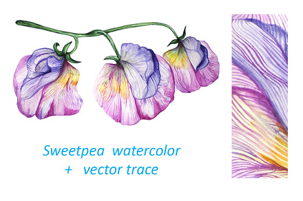 Sweetpea Watercolor Sketch