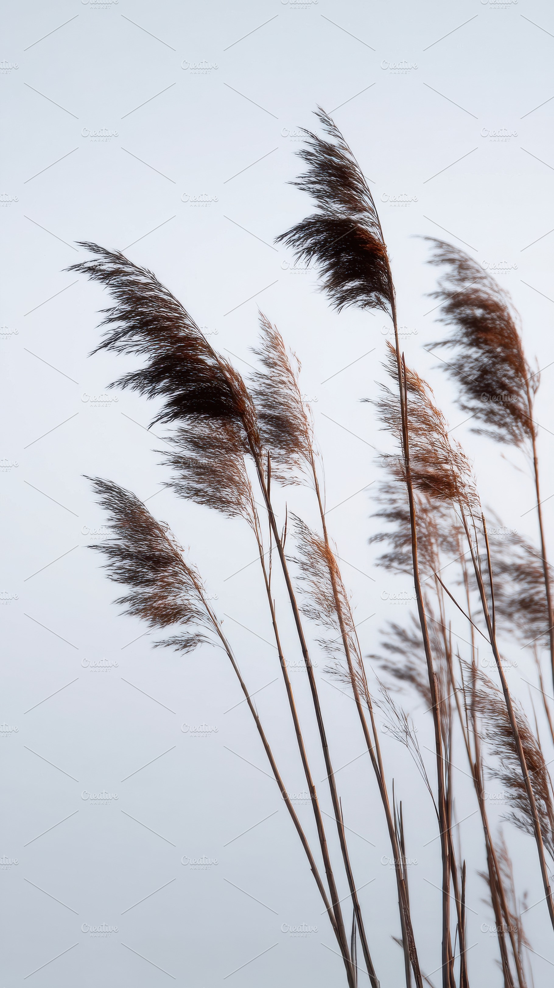 Reed Silhouettes in the Wind, a Nature Photo by Virgo Studio