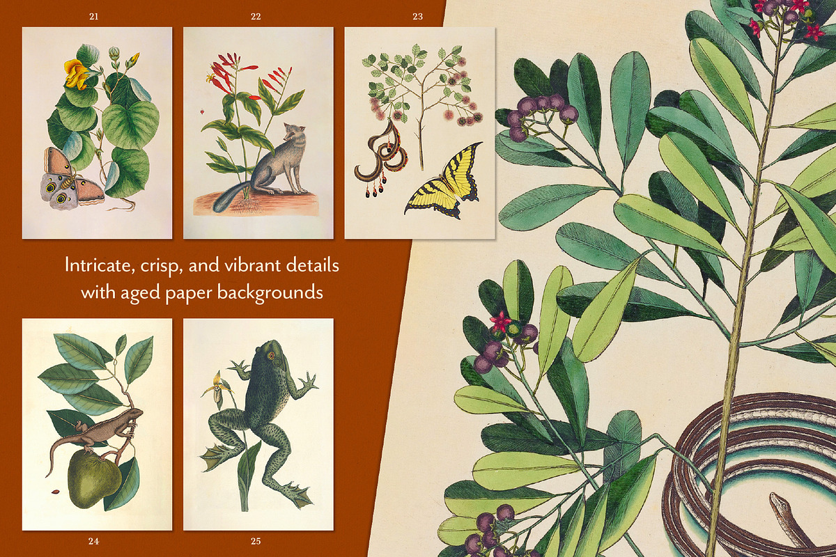 Vintage Natural History Printable Art