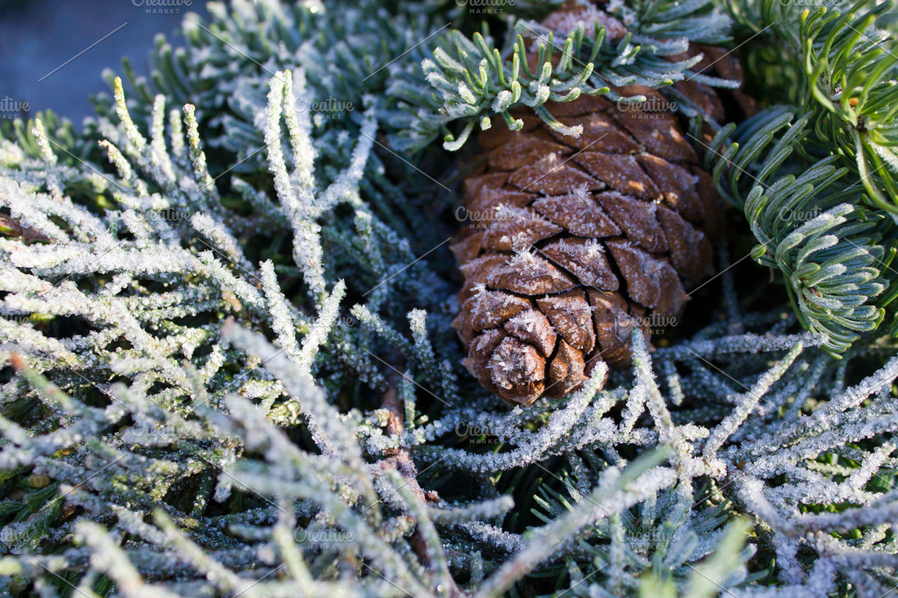 Wreath - up close, a Holiday Photo by Word Picture Ink