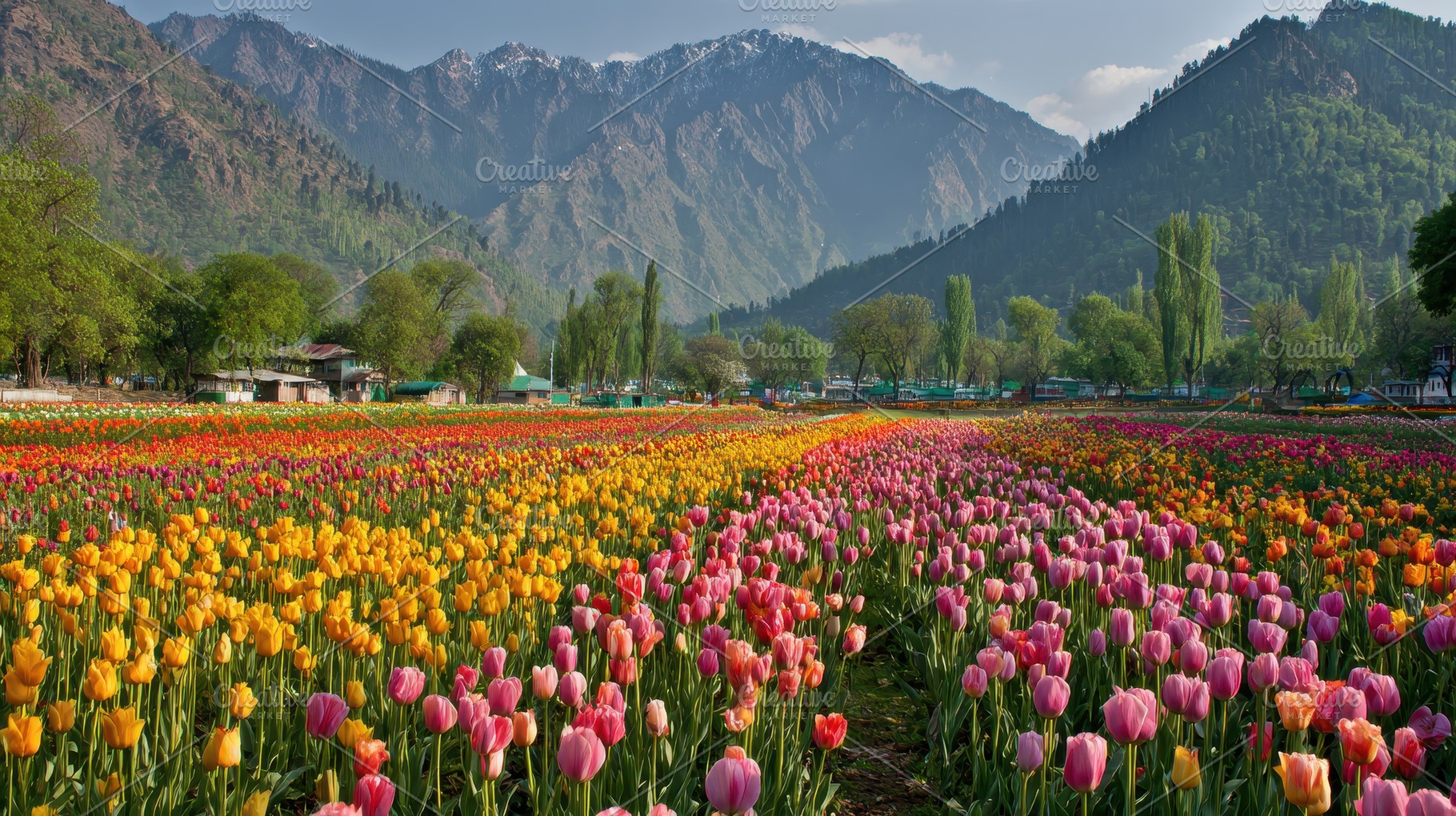 Tulips bloom beneath mountains, a Photo by Pavel_design