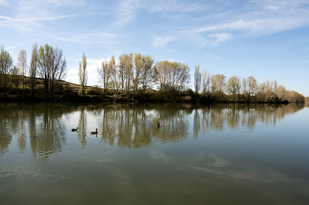 Ducks Swimming in a Lake