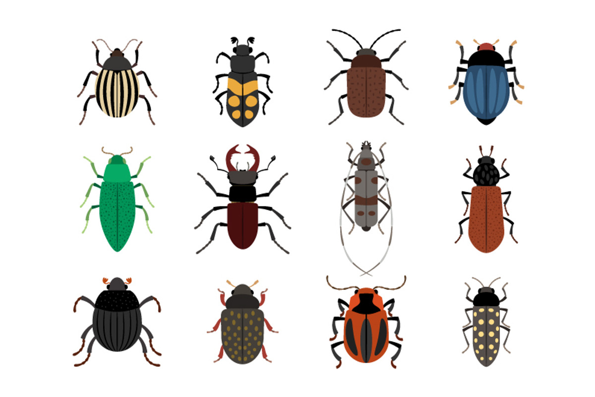 Insects, an Object Graphic by ianakauri (Photo 3 of 4)