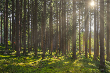 Sunbeams in a fir forest. Dolomites