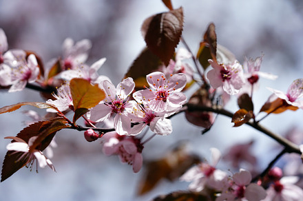 Spring Flowers