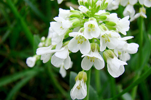 White Wedding Flower